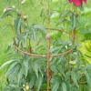 Plant supports for peonies offer excellent support in strong winds or rains