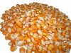 WHITE AND YELLOW CORN