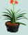 flower soil for indoor plants and plants in water