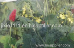 Cabbage white butterfly netting protects damage from caterpillar