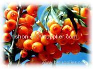 Seabuckthorn Seed Oil Natrual