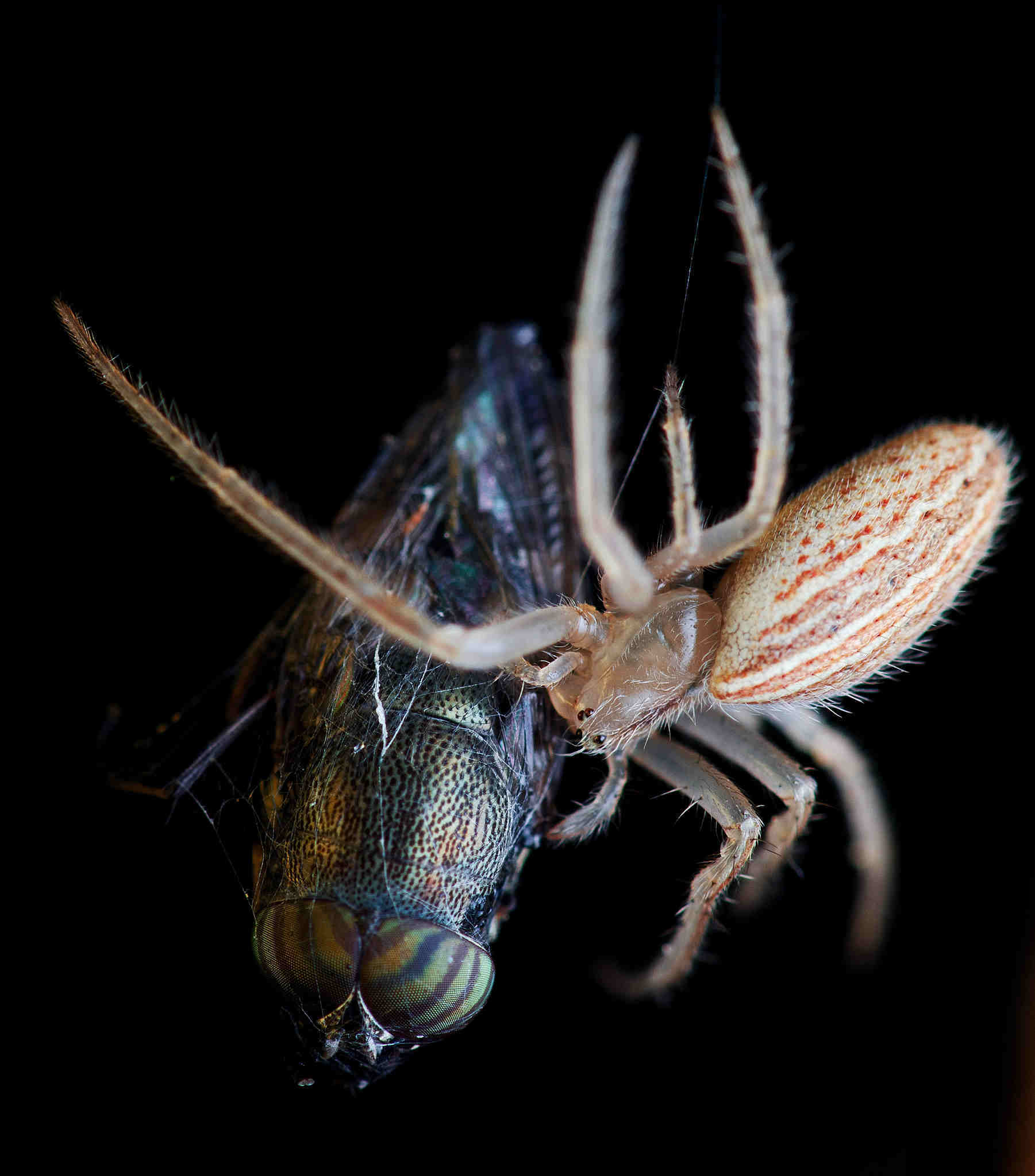 Spider catch fly