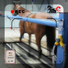 horse racing belt for animal