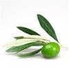 Olive leaf extract - Oleuropein