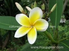 Magnolia Extract - Magnolol