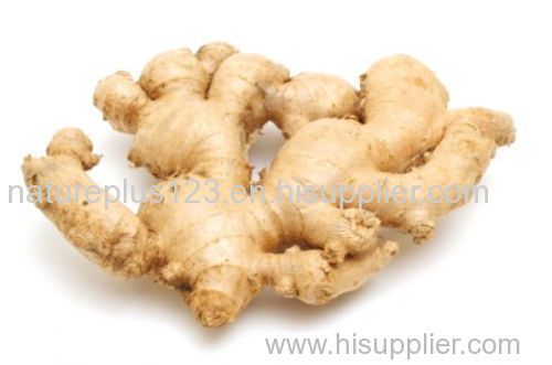 Ginger Extract - Gingerols