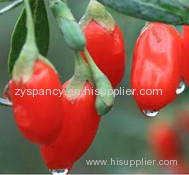 Ningxia Goji Berry (organic fruit)