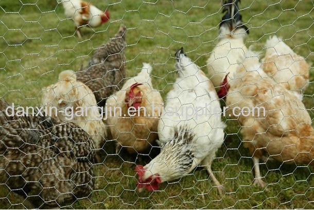 0.7 - 1mm poultry netting 