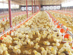 Poultry Farm Equipment Full Automatic Poultry Feeding System