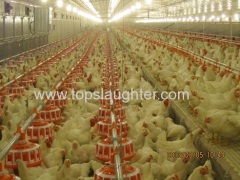 Poultry Farm Equipment Full Automatic Poultry Feeding System