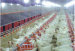 Poultry Breeding Equipment Automatic Poultry Feeding System