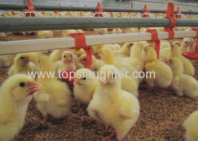 Poultry Farming Equipment Automatic Nipple Drinking Line