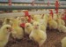 Chicken Farming Equipments Automatic Nipple Drinking Line