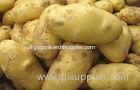 Pure Natural Fresh Holland Potato Yellow Flesh , Thin Skin For Human Health