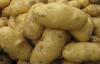 White Skin Shandong Holland Potato No Fibre , Rich Nutritions For Storing