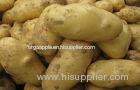 White Skin Shandong Holland Potato No Fibre , Rich Nutritions For Storing