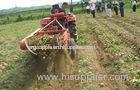Fresh Spud Potato Holland Potato No Diseases , Insect Pests For Exporter