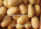 150g Long Fresh Color Holland Potato With Yellow Inside Cotaining Riboflavin