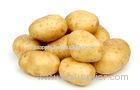 Good Taste Fresh Holland Potato Rich Vitamin B6 , Folate Total , Niacin