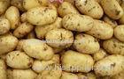 Contains Minerals India Organic Potato Heath Benifits For Vegetable Market