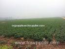 Fresh No Fleck Organic Potatoes / Spud With Complete Body For Vegetable Shop , Market