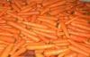 Fresh No Residual Pesticide Organic Carrot With Ruddy Carrot Core For Health