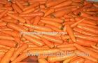 Fresh No Residual Pesticide Organic Carrot With Ruddy Carrot Core For Health