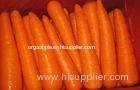 Delicious Rich Carotene Organic Carrot Containing Carotene- Anti-Cancer