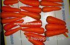 Fresh Crunchy Organic Carrot