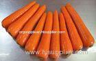 Fresh Crisp Organic Carrot Contains Beta-Carotenes , Vitamin A , No Side Roots