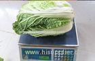 Napa Chinese Cabbage Fresh New Harvested , No Pesticide Residue Contains Folates