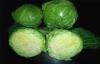 Eaten Raw Flavorful Chinese Napa Cabbage Contains Calcium , Iron For Burgers