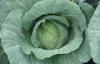 Crunchy Round Chinese Napa Cabbage With Dietary Fiber For Salads , Sandwiches