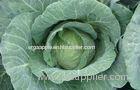 Crunchy Round Chinese Napa Cabbage With Dietary Fiber For Salads , Sandwiches