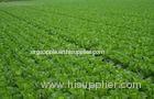 Fresh No Infect Chinese Napa Cabbage Contains Electrolytes And Minerals