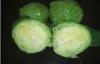 Fresh Green Round Chinese Napa Cabbage Light Sweet Taste , Anti-Breast Cancers