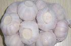 5.5cm Natural Organic Fresh Garlic For Infections Treatment , Not Broken