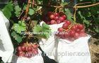 Sweet Juicy Red Globe Grapes Containing Protein , Mineral Substance