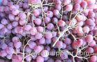 Delicious Fresh Purple / Red Globe Grapes Health Benifits Vitamin C , K , Fluoride