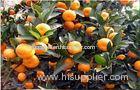 Yellow Citrus Fresh Mandarin Oranges