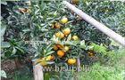 30 - 55mm Juicy Organic Fresh Mandarin Oranges Citrus With Folate , Beta-Carotene