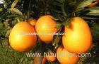 High Glucose 60mm - 95mm Red Newhall Fresh Navel Orange Nutritional Value , Grade A