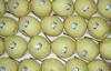 Pure Natural Juicy Fresh Pears Containing Phosphorus , No Pesticide Residue