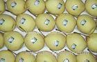 Pure Natural Juicy Fresh Pears Containing Phosphorus , No Pesticide Residue