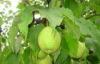 Sweet Green Fresh Pears With High Energy , Vitamin C , Carotene-