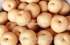 Fresh Sweet Nashi Fresh Pears Containing Iron , Copper For Health Benifits