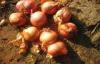 Anticancer Red Asian Shallot 20 - 50mm Containing Quercetin , Glycosides Quercetin