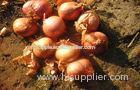 Anticancer Red Asian Shallot 20 - 50mm Containing Quercetin , Glycosides Quercetin