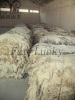 high quality sheep skin