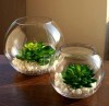 Transparent glass vase fashion home decor furnishings aquarium